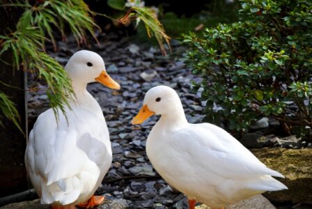 Reasons For Raising Ducks At Home Image
